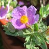 Cistus albidus
